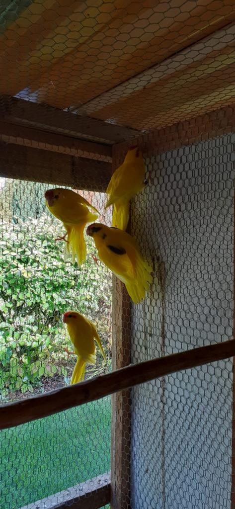 Kakarikies
