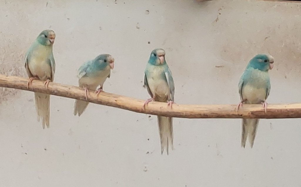 Jonge koppels kakariki 26, Dieren en Toebehoren, Vogels | Parkieten en Papegaaien, Parkiet