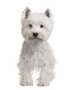 Westhighland white terrier Over dieren, Ophalen of Verzenden, Zo goed als nieuw, Honden