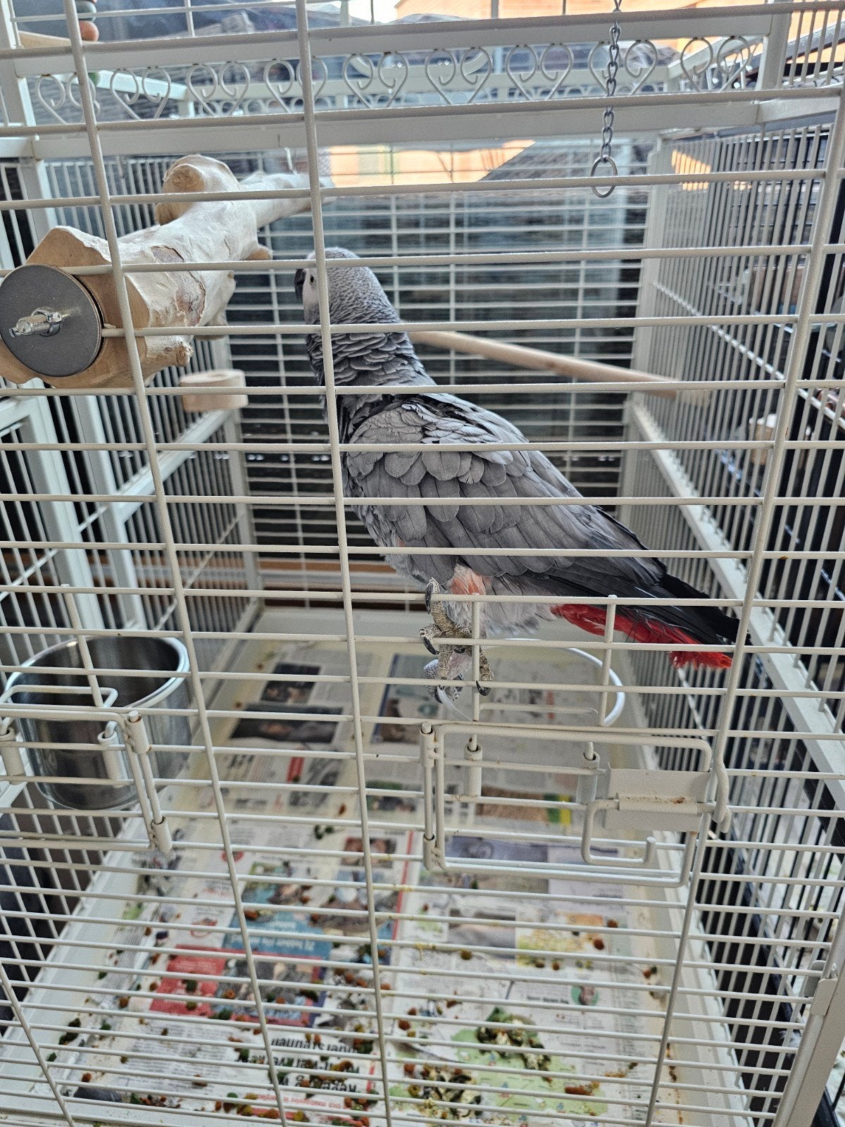 détails gris, Animaux & Accessoires, Oiseaux | Perruches & Perroquets, Domestique