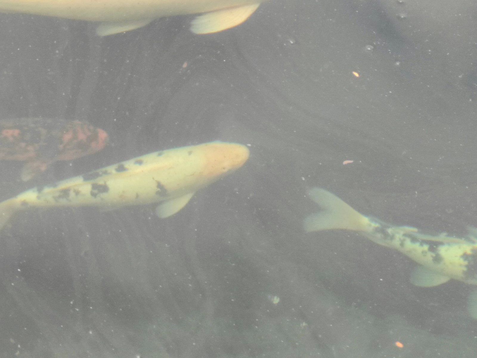 Japanse KOI, Dieren en Toebehoren, Vissen | Vijvervissen