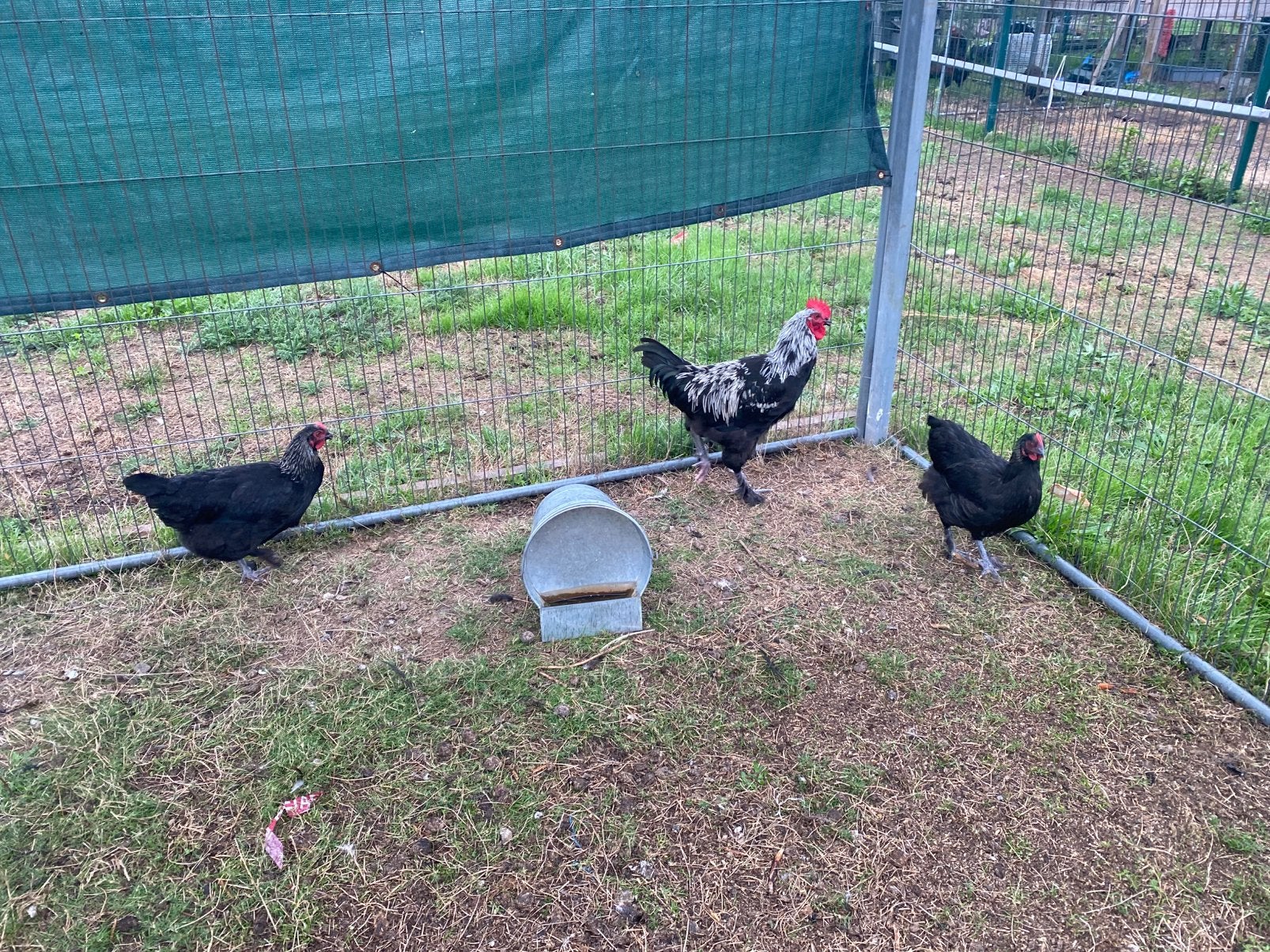Trio franse marans, Plusieurs animaux, Poule ou poulet