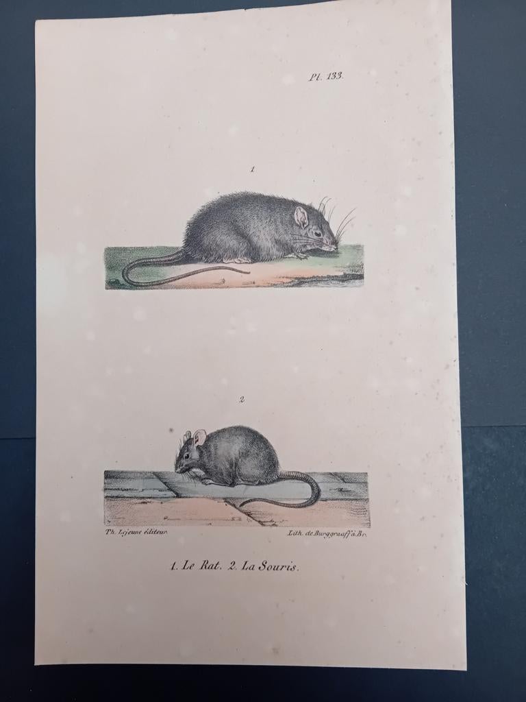 Ets Le Rat en La Souris lot 147, Ophalen of Verzenden