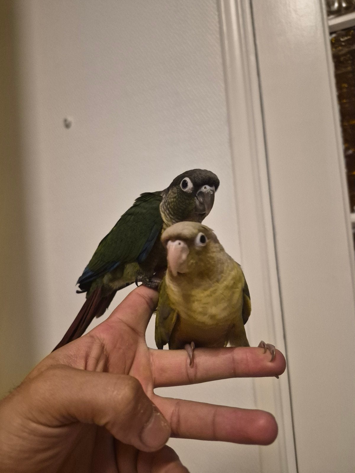 4 bébé pyrrhura a vendre ou échange