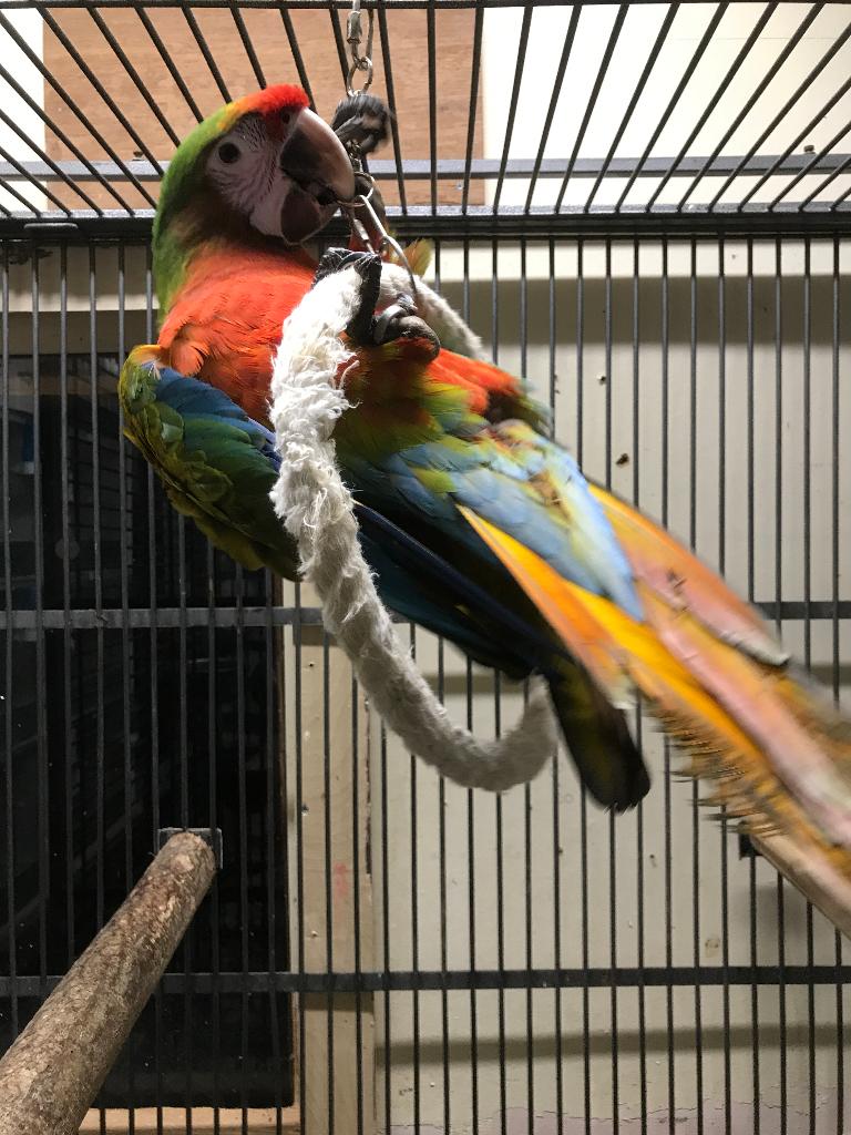 shamrock ara man x miligold ara pop, Plusieurs animaux, Perroquet, Bagué