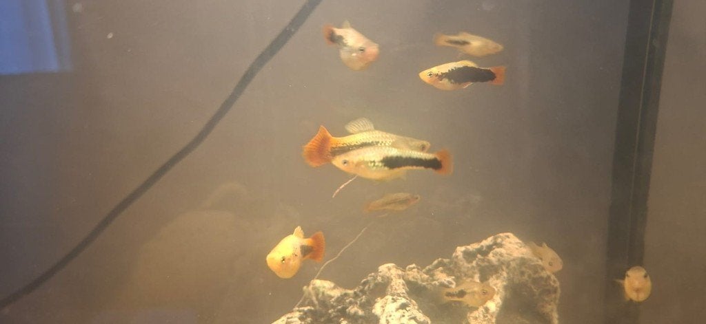 XIPHOPHORUS VARIATUS PLATY HAWAII, Poisson, Poisson d'eau douce