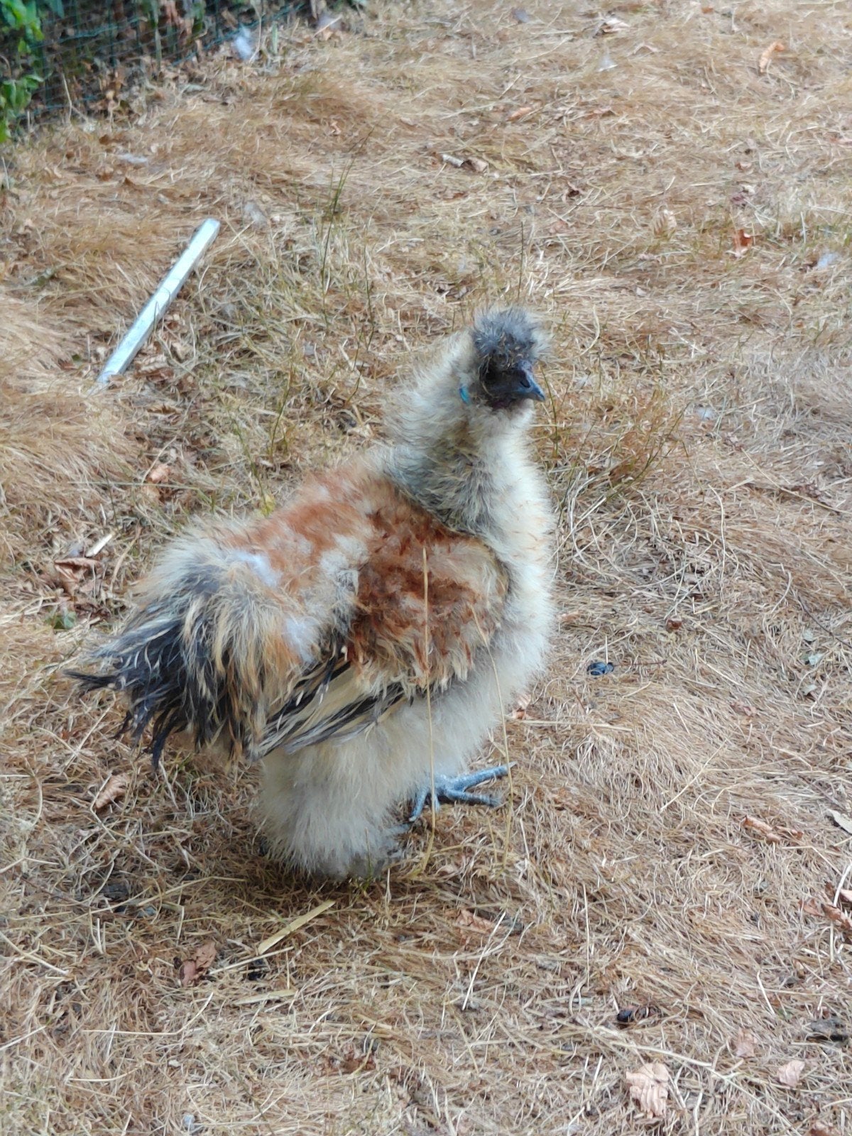 zijdehoen haan GRATIS, Mâle, Poule ou poulet