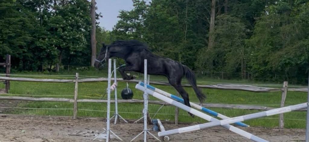 2 jarige hengst, volle broer van Brp gekeurde Boliath, Met stamboom, Springpony, 0 tot 2 jaar, Hengst