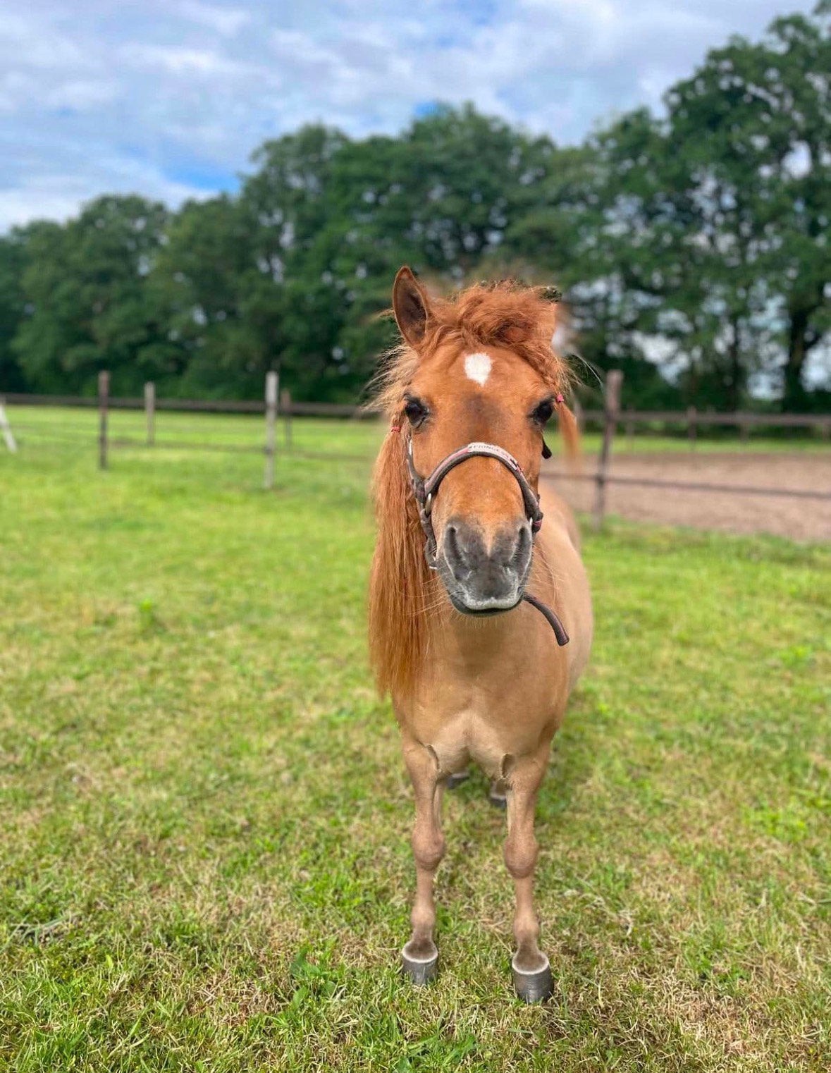 Bomproef merrie, Dieren en Toebehoren, B, A pony (tot 1.17m), 7 tot 10 jaar, Recreatiepony