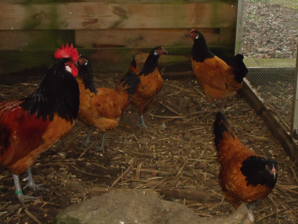 kippen : Vorwerk, zijdehoen, Ayam Cemani, Dieren en Toebehoren, Pluimvee, Meerdere dieren, Kip