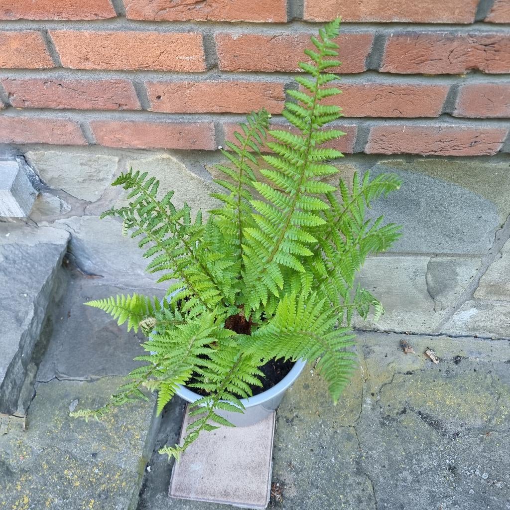 Grote meerjarige tuinplant Varen, Eigen kweek, Jardin & Terrasse, Plantes | Jardin, Enlèvement ou Envoi, Plante fixe, Fougères