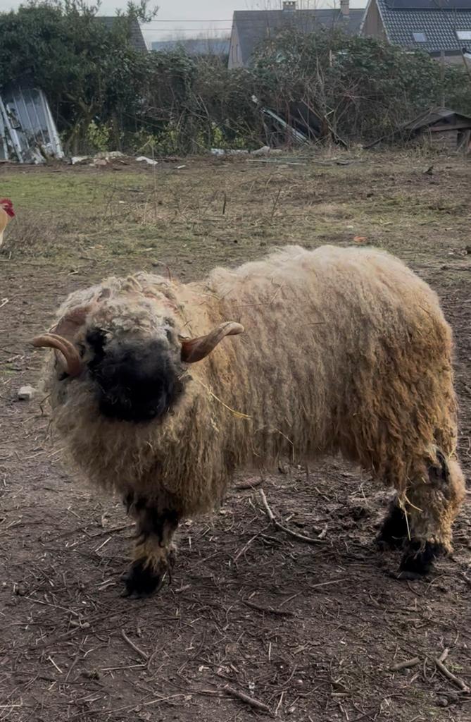 Ram te koop, Dieren en Toebehoren