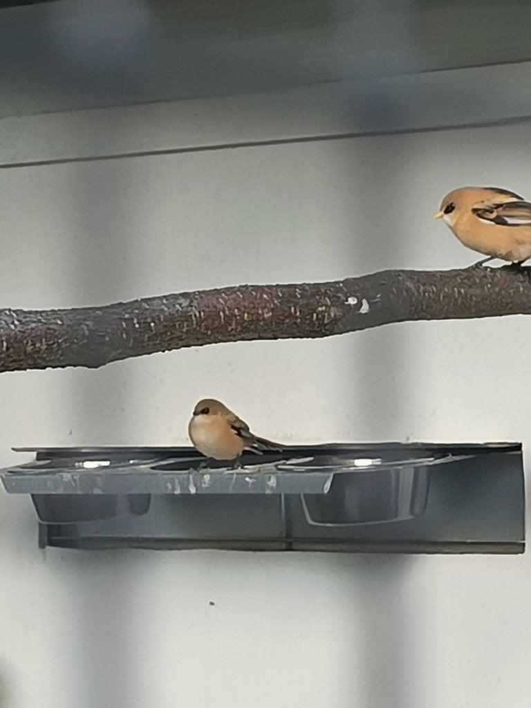 1 mannelijk baardmannetje, Dieren en Toebehoren, Vogels | Overige Vogels, Mannelijk, Wildzangvogel, Geringd