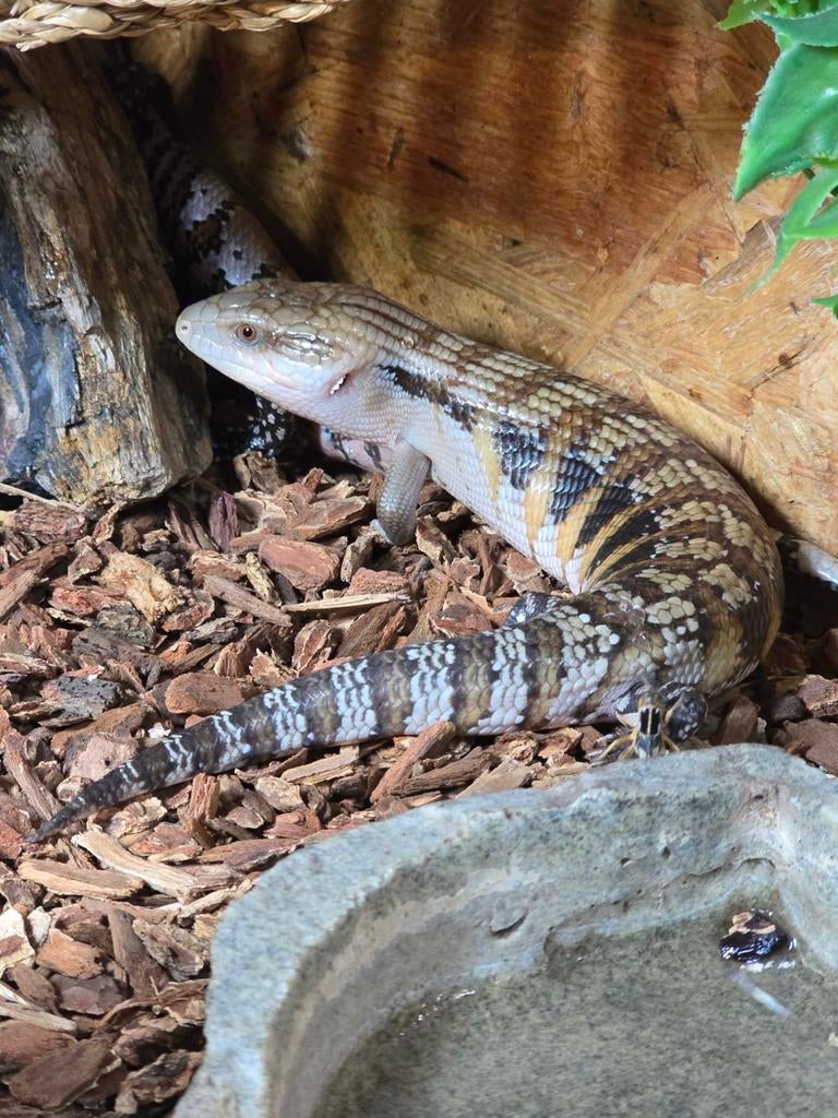 Tiliqua scincoides intermedia nakweek 2025, Animaux & Accessoires, Reptiles & Amphibiens, Amphibien