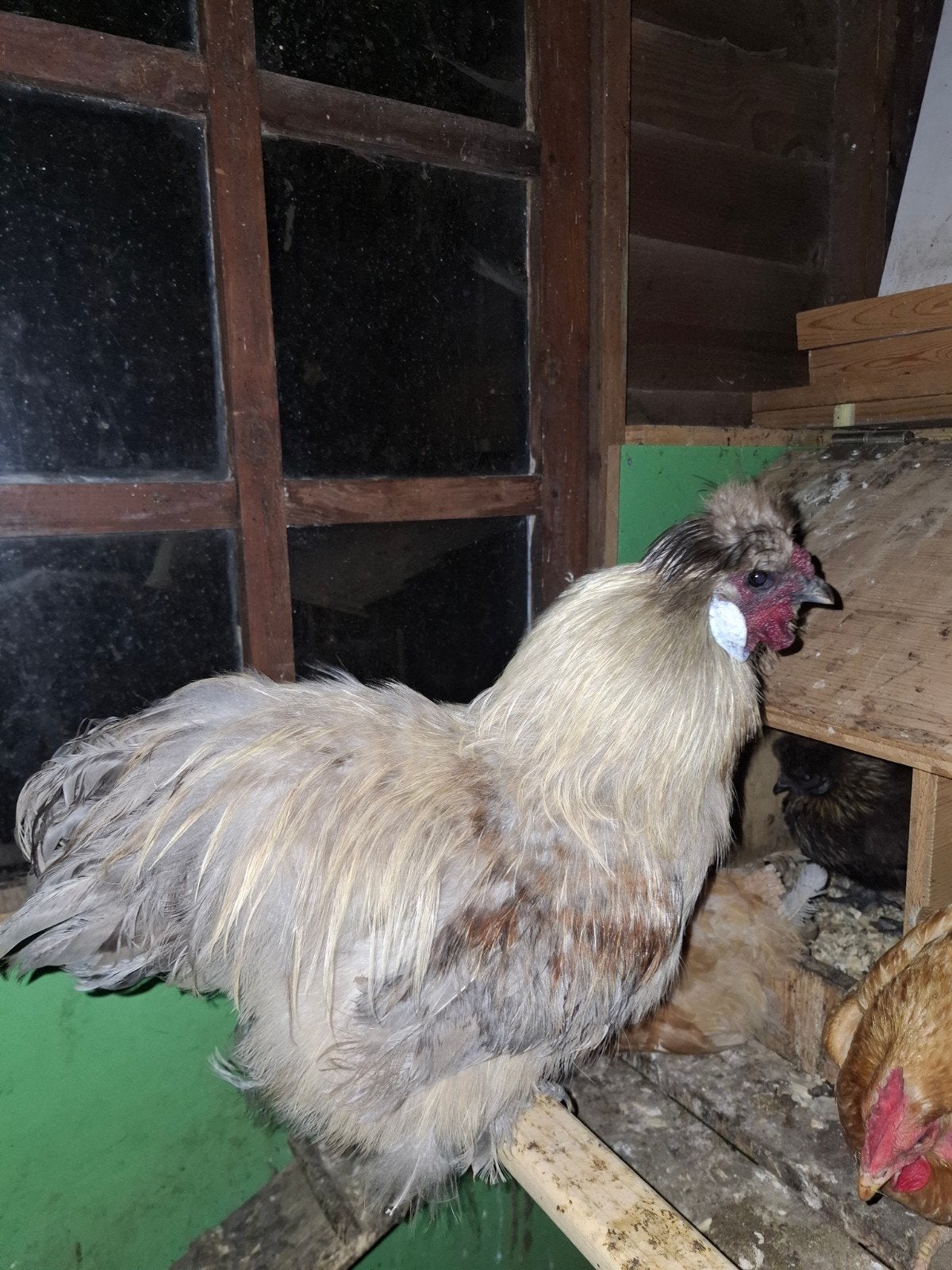 Coq Silkfowl, Animaux & Accessoires