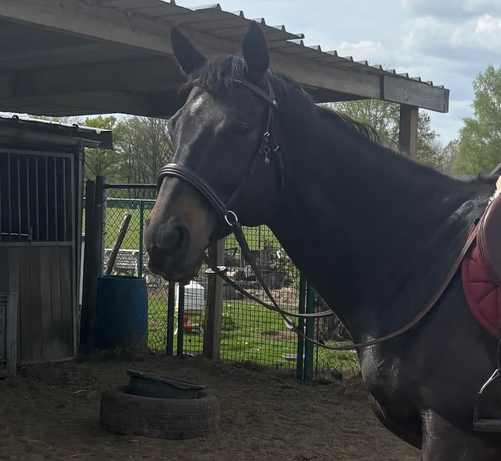 Bitloos hoofdstel / sidepull, Dieren en Toebehoren, Ophalen, Nieuw, Recreatie