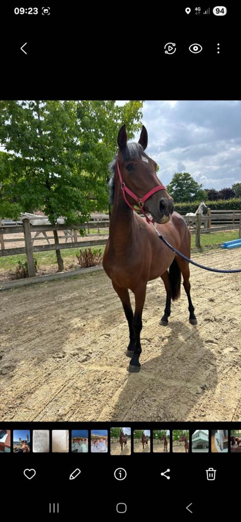 E pony, Merrie, Minder dan 160 cm, Zadelmak, 3 tot 6 jaar