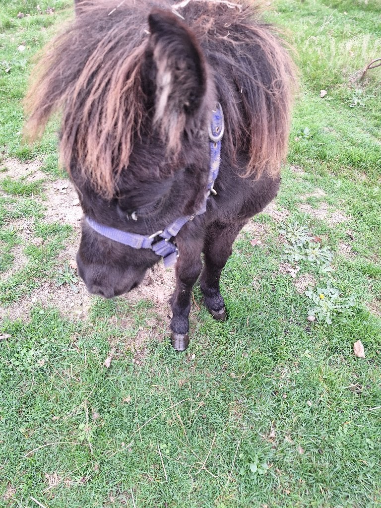 mini paardje, Dieren en Toebehoren, Merrie, Gechipt