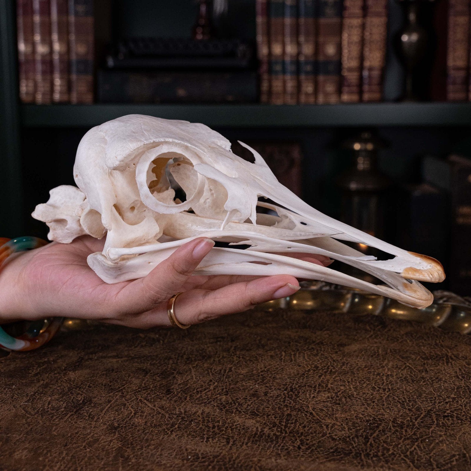 dode dieren gevraagd, Dieren en Toebehoren