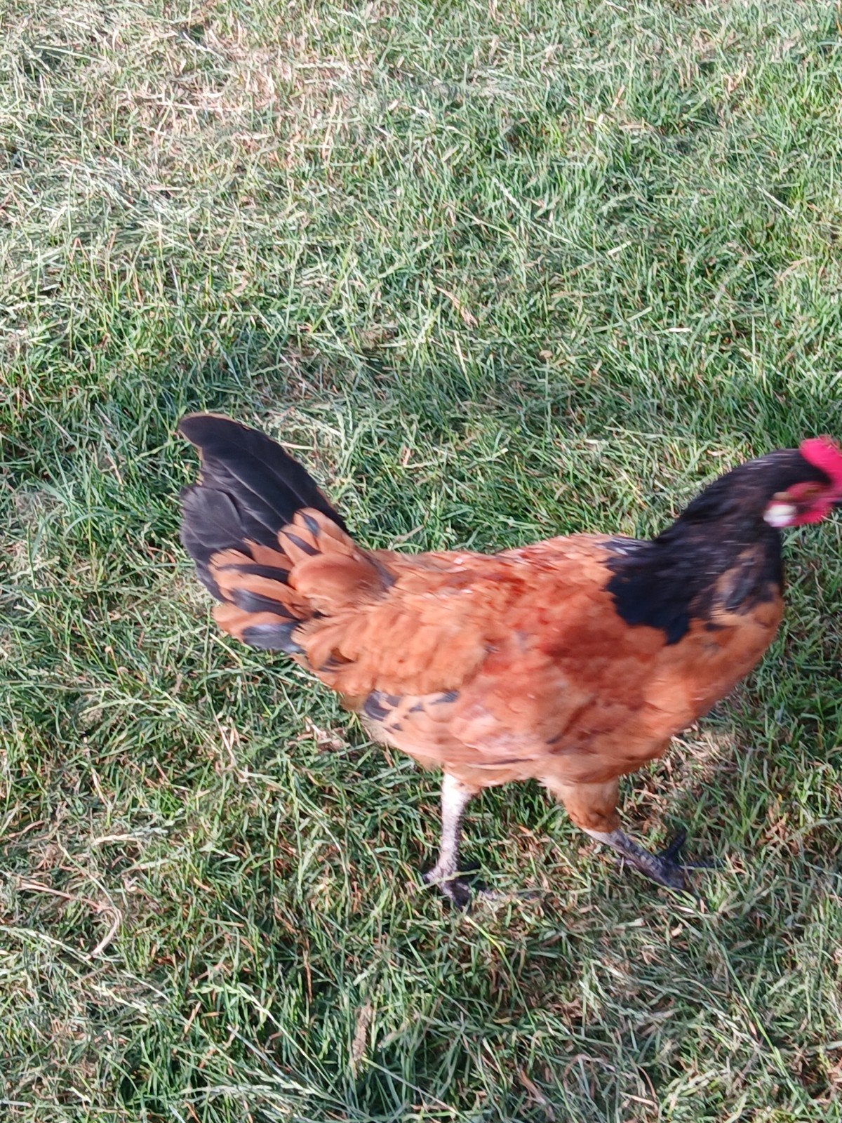 Jonge haantjes vorwerk, Dieren en Toebehoren, Pluimvee, Mannelijk, Kip