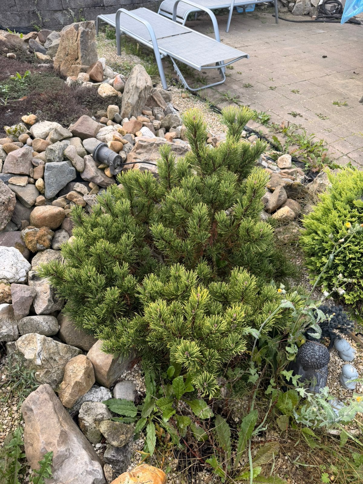 Pinus mugo, Tuin en Terras, Ophalen