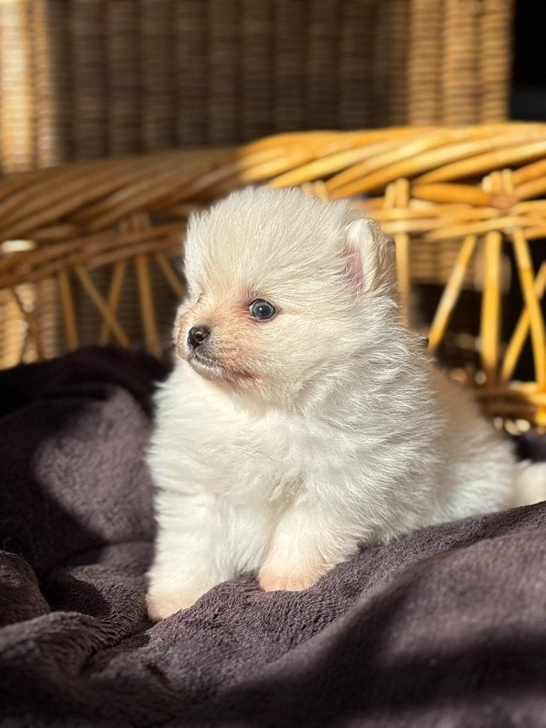 Pomeranian pups (dwergkeesjes) bear face type, Loulou, Maladie de Carré (chiens), 8 à 15 semaines, Plusieurs