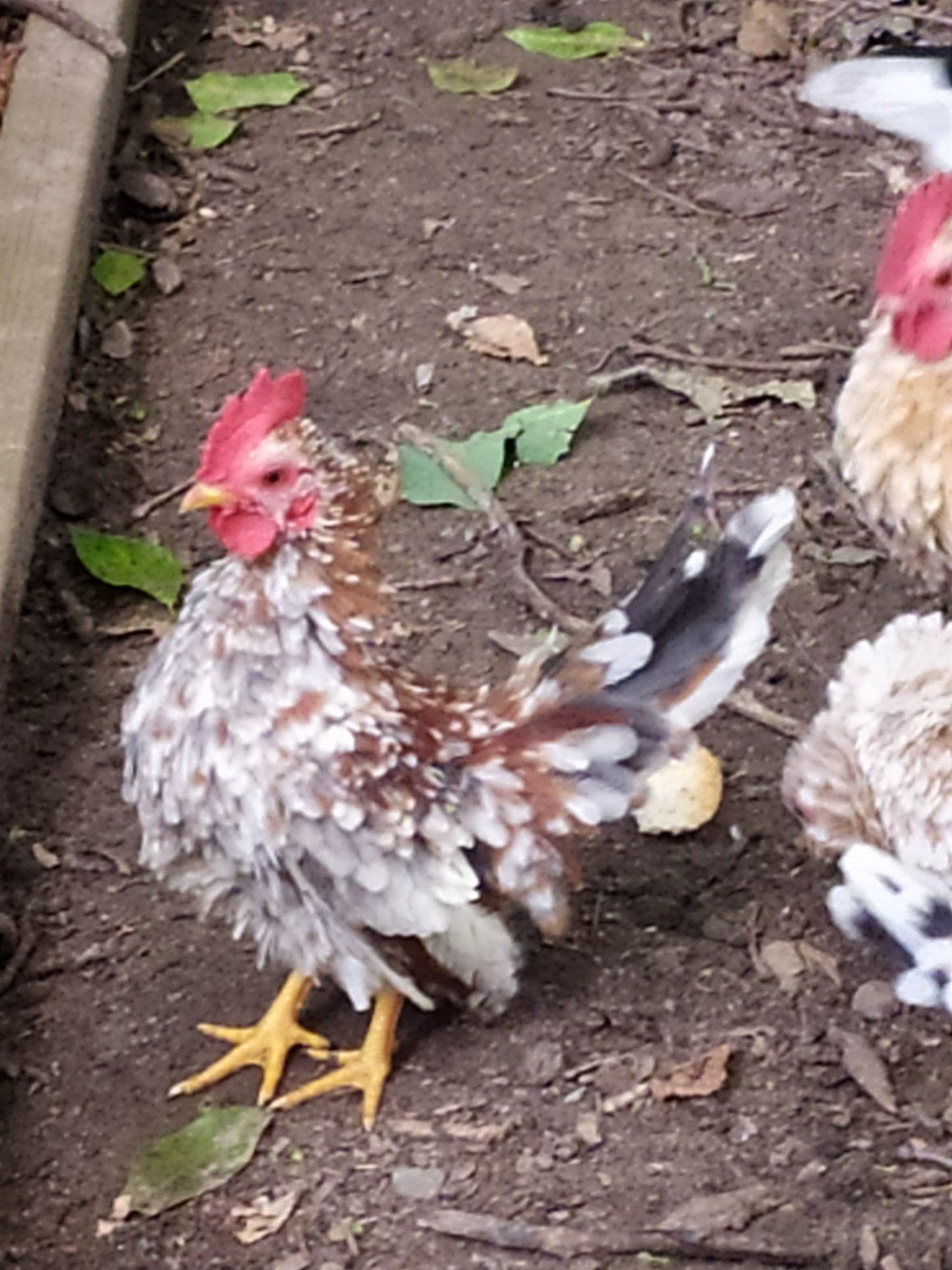 Serama haantjes, zeer kleine soort. Jonge diertjes, Animaux & Accessoires, Volatiles