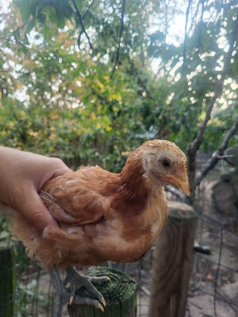 Jonge hennen en hanen, Dieren en Toebehoren