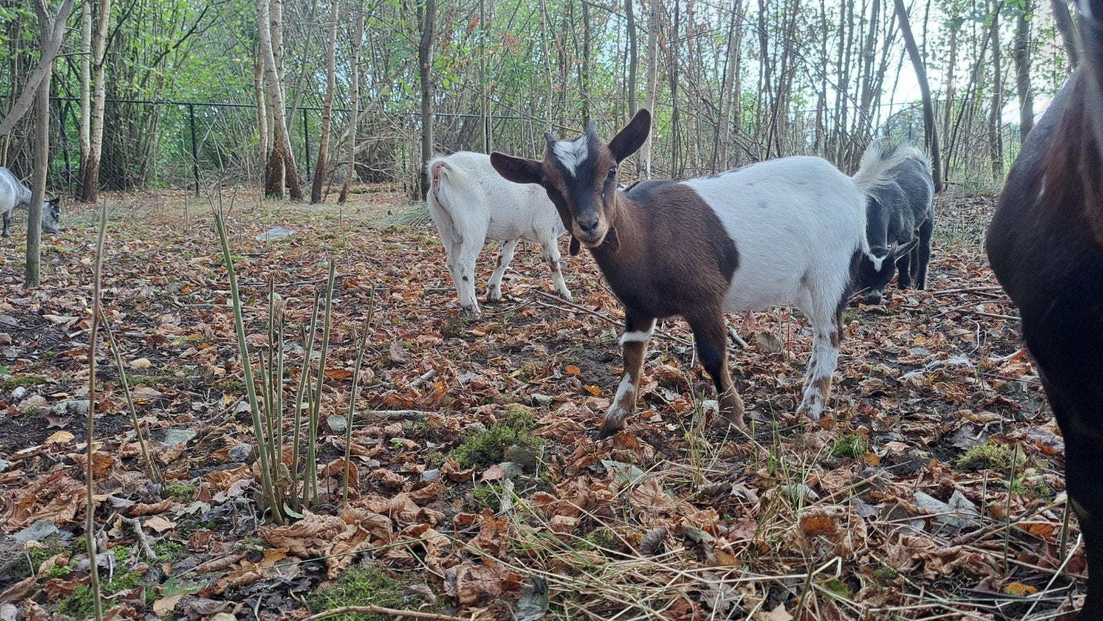 geitjes, Animaux & Accessoires