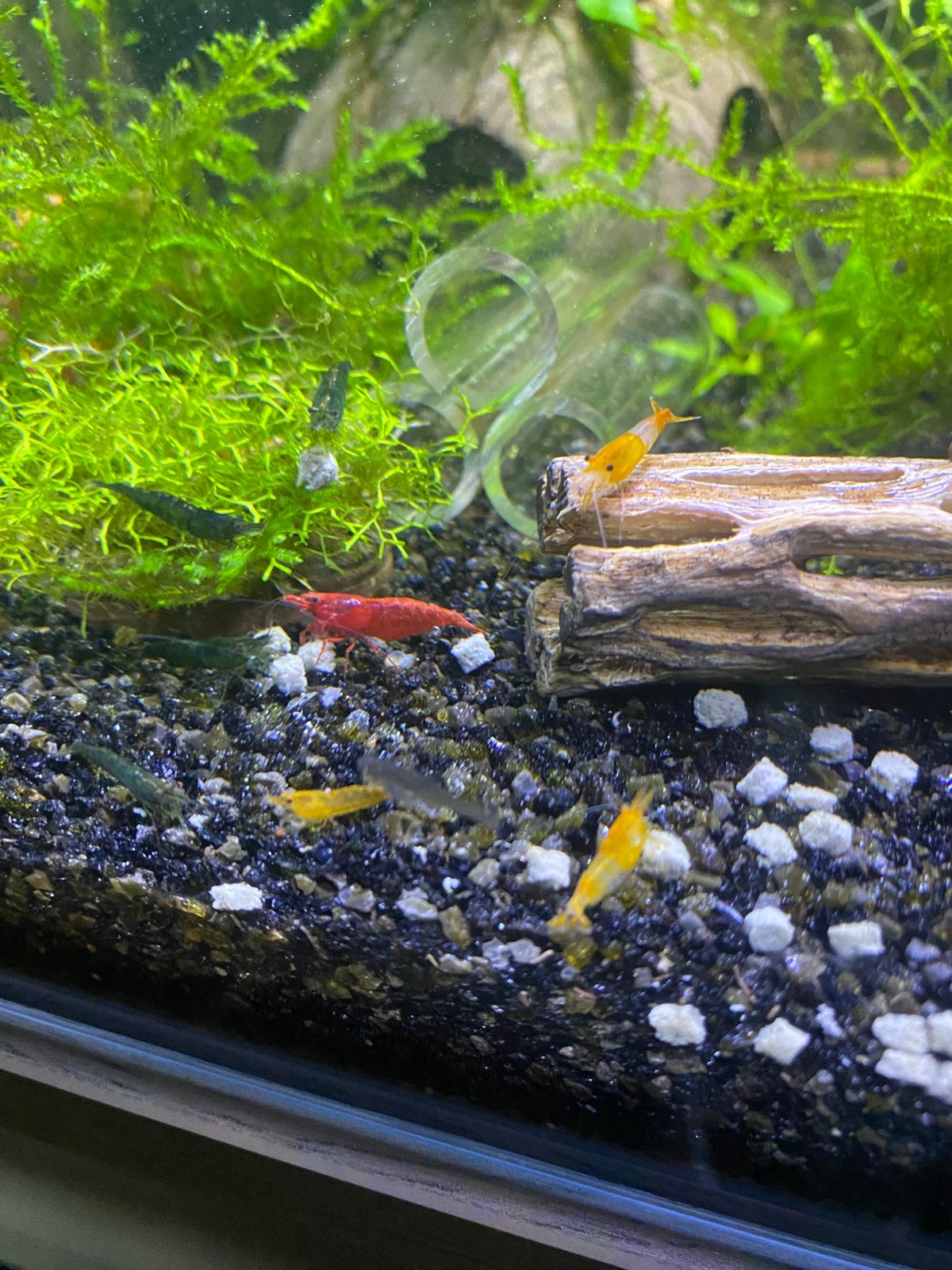 Garnalen mix kleur, Dieren en Toebehoren