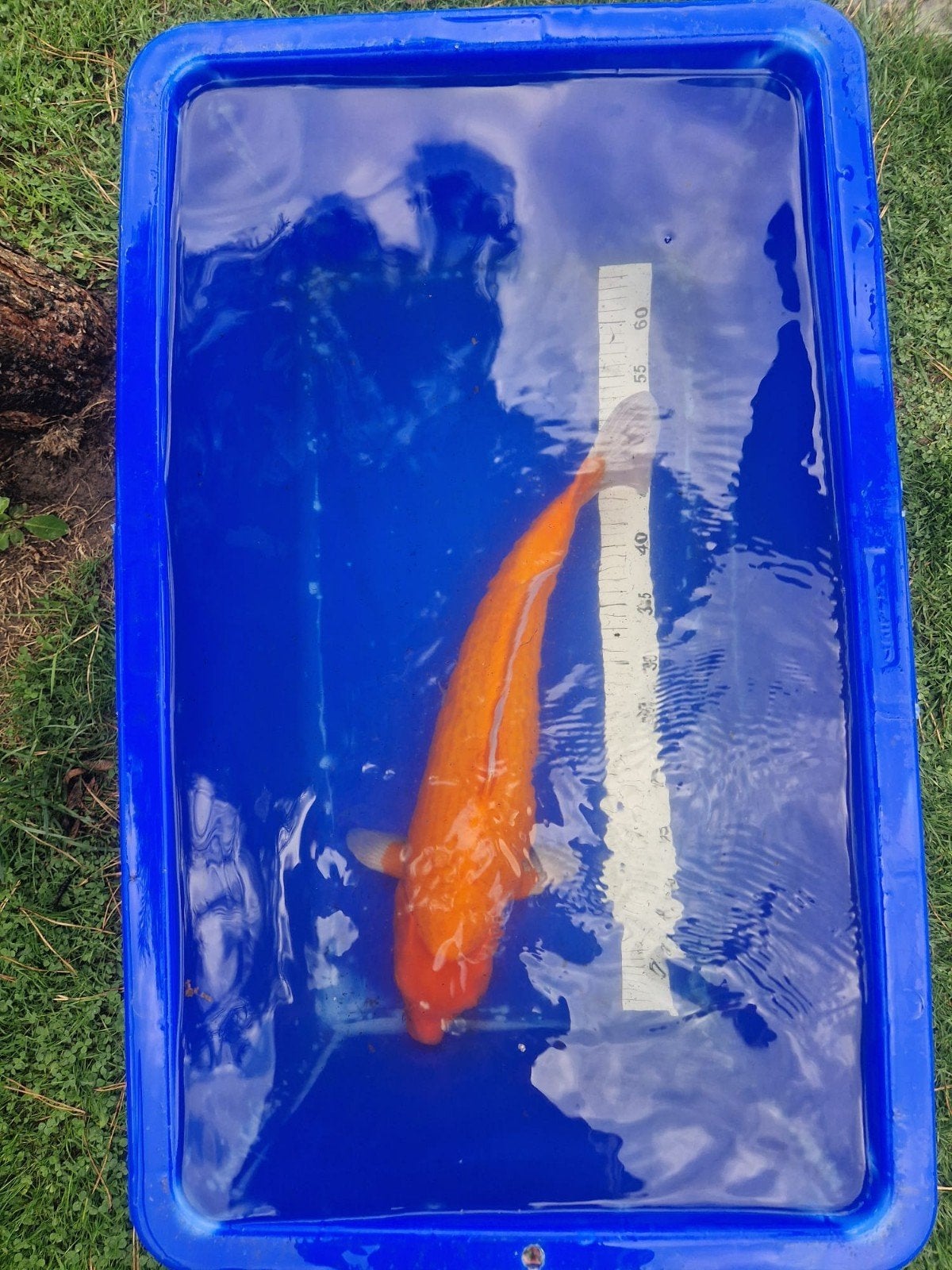 Zeer mooie Benigoi 45-50cm