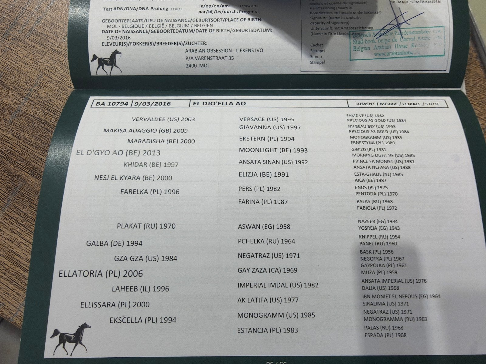 arabische volbloed merrie, Animaux & Accessoires, Chevaux, Jument, Moins de 160 cm, Avec pedigree, 7 à 10 ans