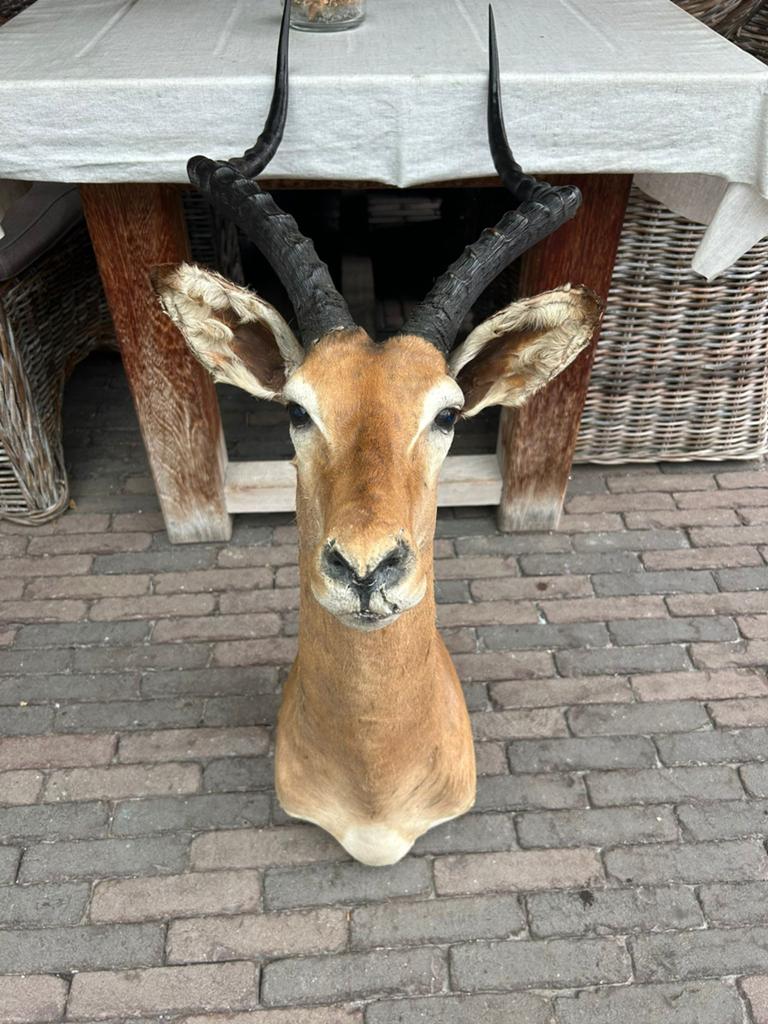 Opgezetten impala te koop, Ophalen, Gebruikt