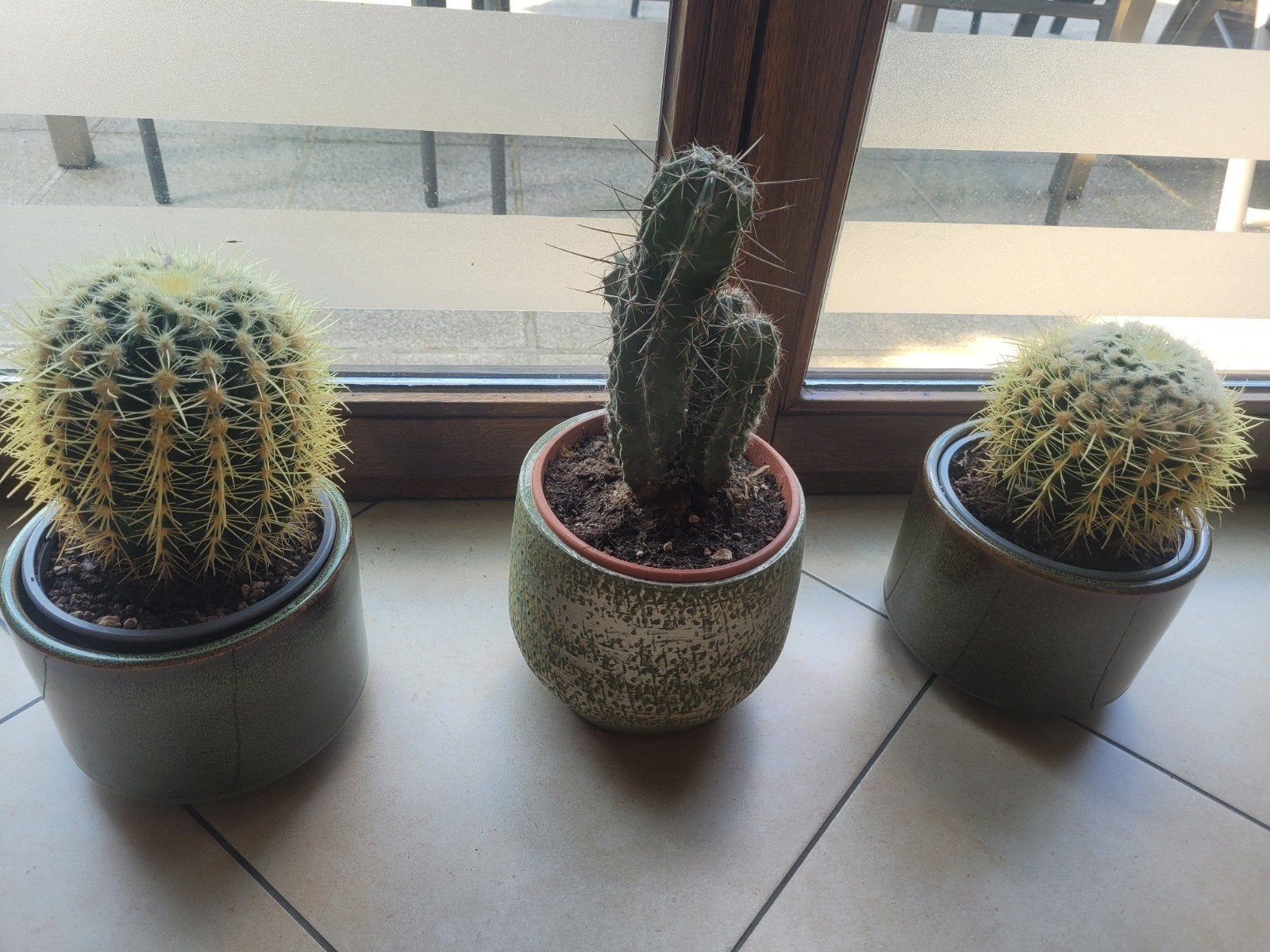 Tres beaux Cactus, Jardin & Terrasse, Enlèvement