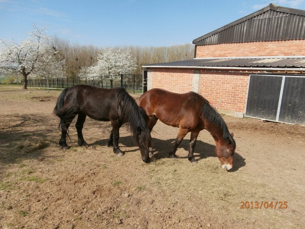 ponny's ruinen te koop of voor hobby GOED LEZEN, Animaux & Accessoires, Poneys, 11 ans ou plus, Hongre, Poney de récréation, Avec puce électronique