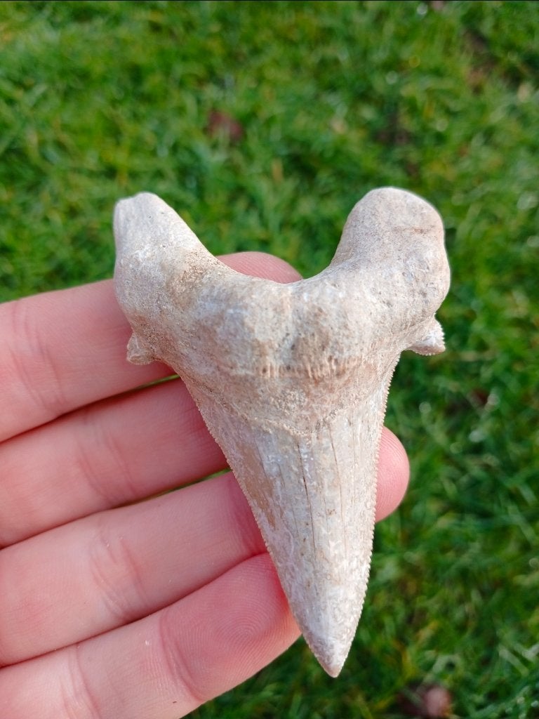 Très gros fossile de dent de requin Otodus Sokolovi, Enlèvement ou Envoi, Fossile