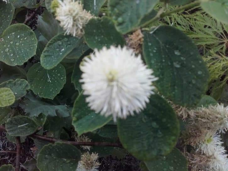 Fothergilla Major ‘Blue Shadow’ – Unieke Lampenpoetserstruik, Tuin en Terras, Ophalen of Verzenden
