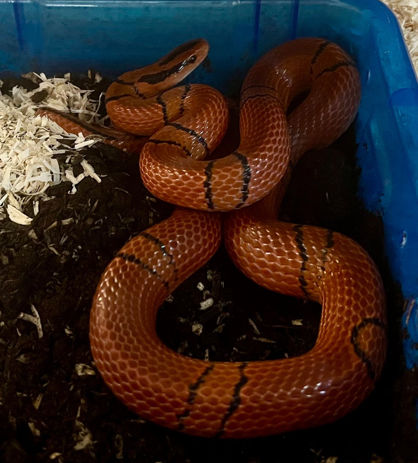 Oreocryptophis p pulchra vrouw, Dieren en Toebehoren