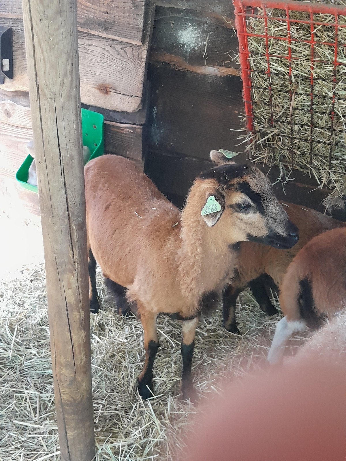 Kameroenschaap ooi, Dieren en Toebehoren, Schapen, Geiten en Varkens, Vrouwelijk, Schaap, 0 tot 2 jaar