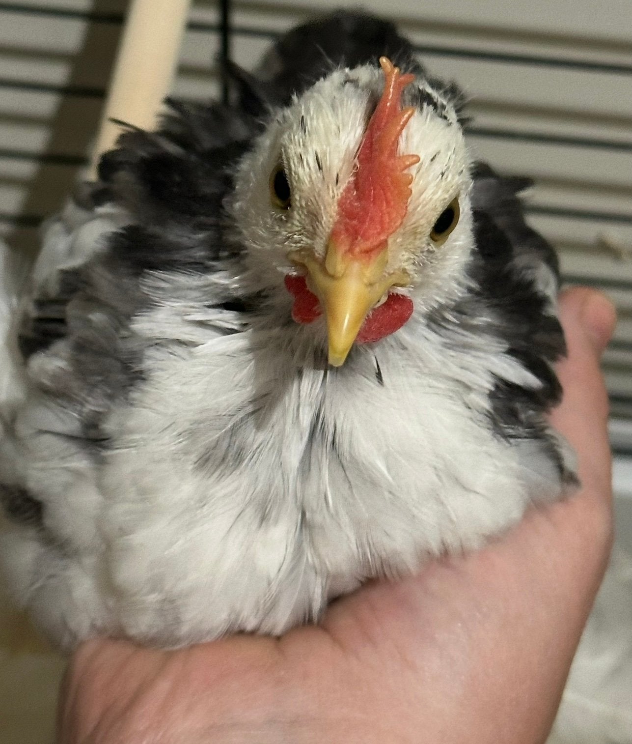 Lief cochin haantje, Dieren en Toebehoren, Pluimvee
