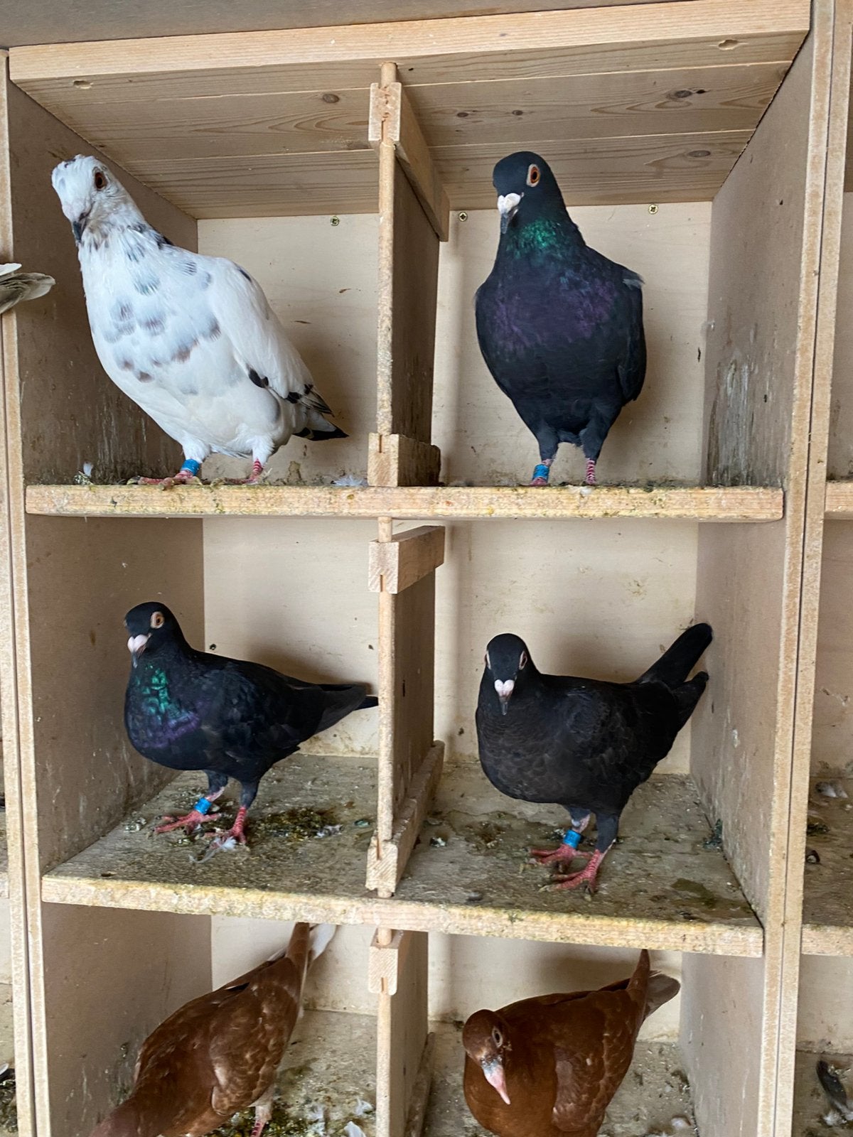 Duiven van 2026, Plusieurs animaux, Pigeon voyageur