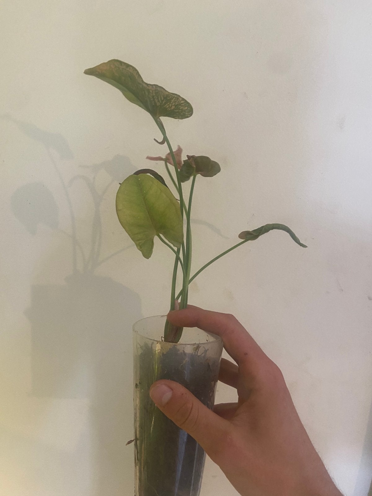Syngonium mosaïc, Huis en Inrichting, Kamerplanten, Overige soorten, In pot, Minder dan 100 cm, Groene kamerplant