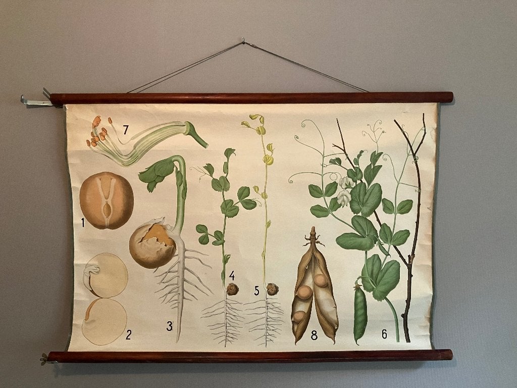 Schoolplaat Erwt 70x105cm, Antiek en Kunst, Antiek | Schoolplaten, Ophalen