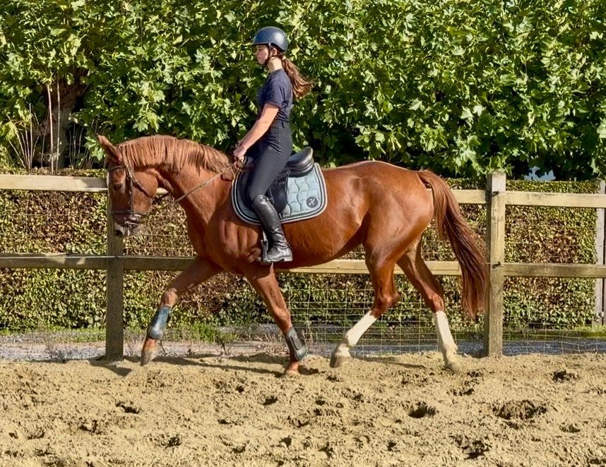 6j springgefokte merrie, B, Avec pedigree, 165 à 170 cm, Cheval de saut