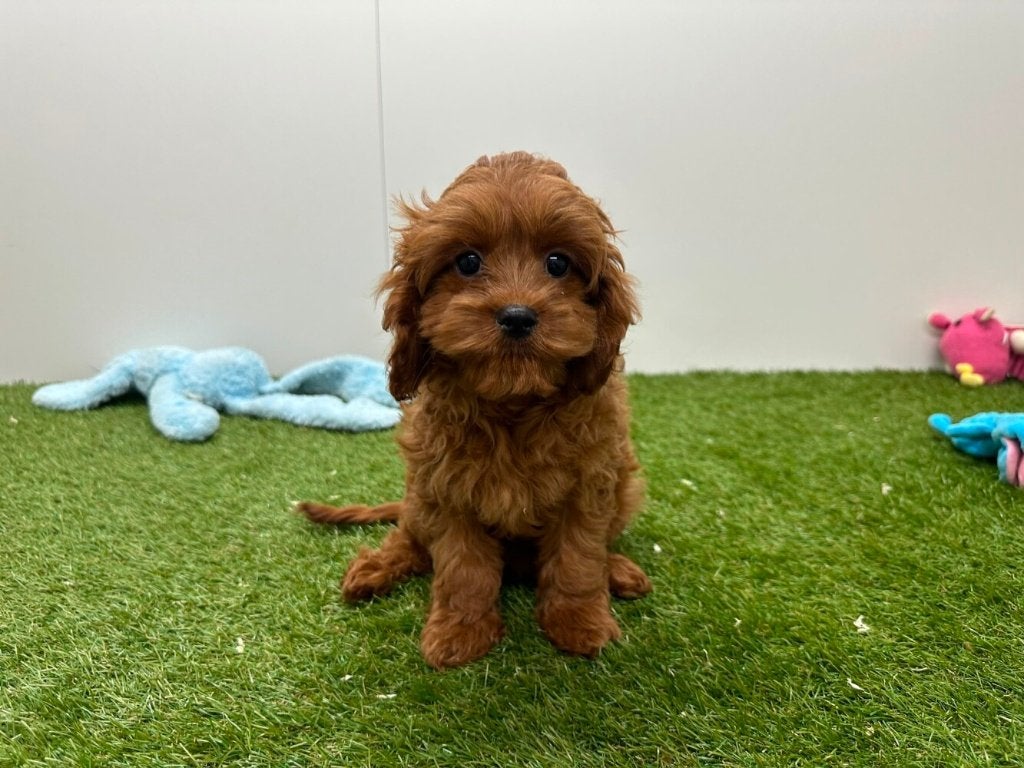 Cavapoo pups (F1), België, 8 tot 15 weken, Parvo, Meerdere