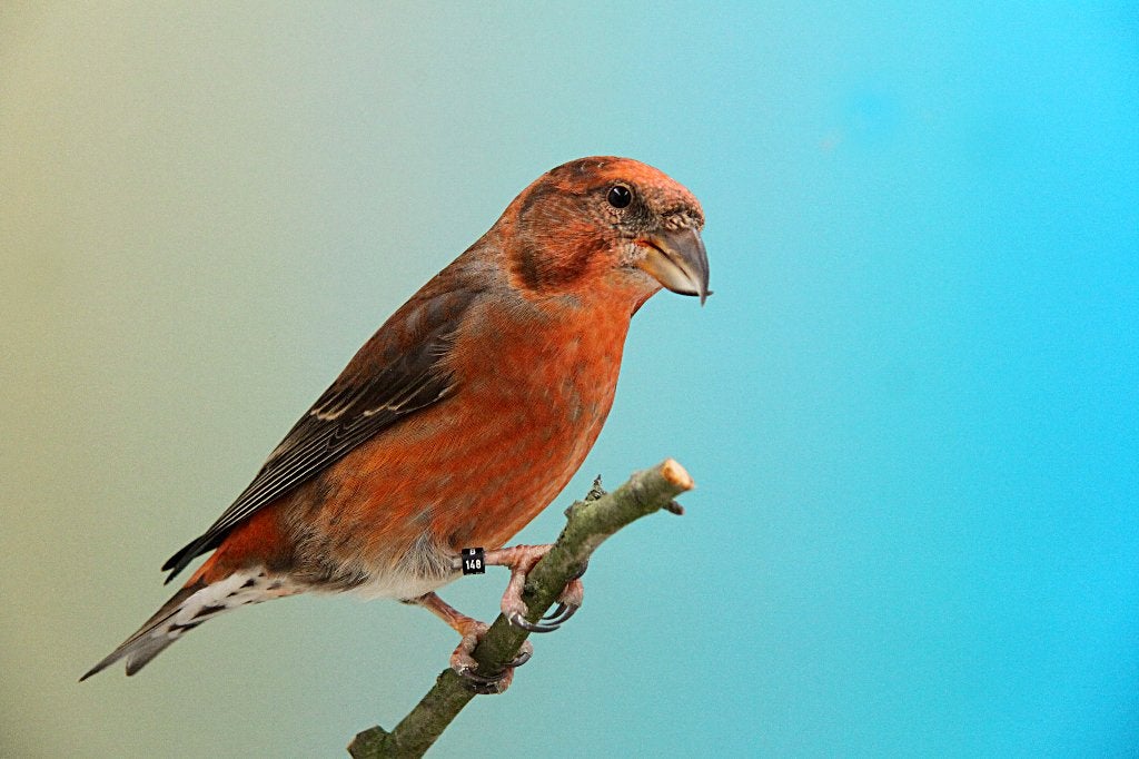 Kruisbekken, Meerdere dieren, Wildzangvogel, Geringd