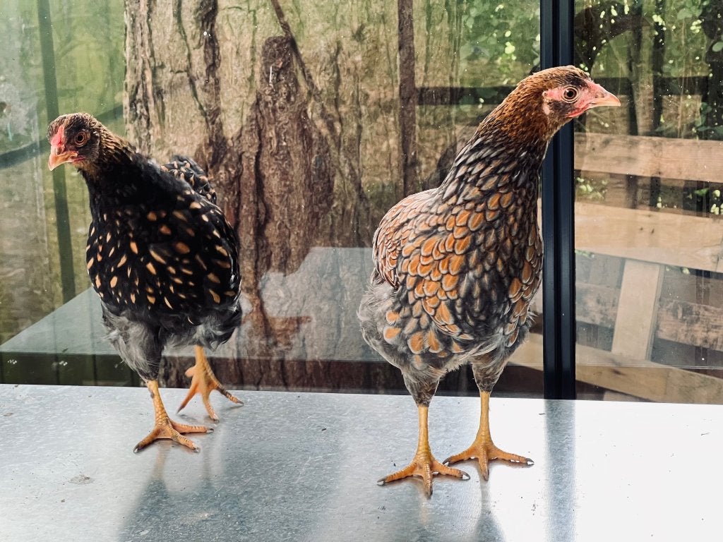 Dwarf Wyandotte-koppel, Dieren en Toebehoren, Meerdere dieren, Kip