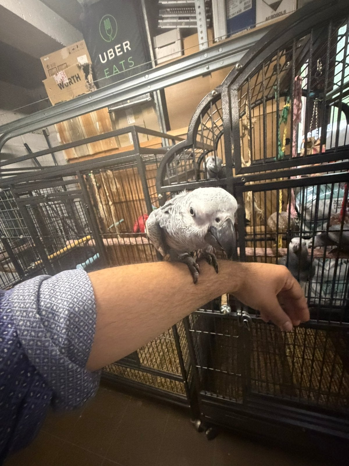 Jong roodstaart, Dieren en Toebehoren, Vogels | Parkieten en Papegaaien