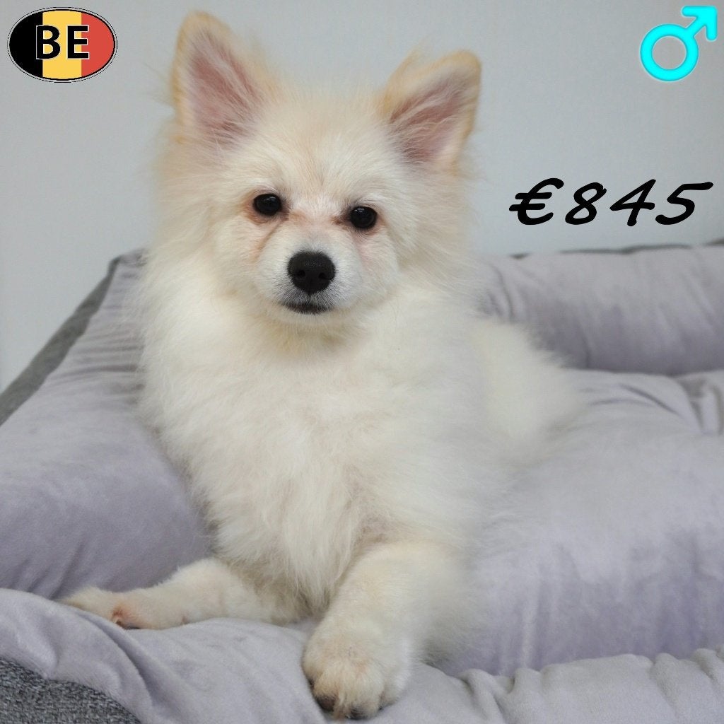 Spitz (mâles) chiots à vendre, 15 semaines à 1 an, Commerçant, Chien (mâle), Maladie de Carré (chiens)