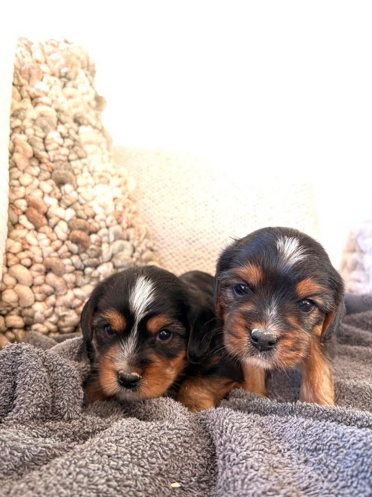 Pupjes Cavalier King Charles X Yorkshire, Parvo, België, Standaard, 8 tot 15 weken
